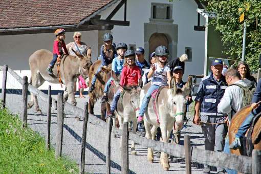 über Aktivitäten in der Deutschschweiz mit und zu den Eseln